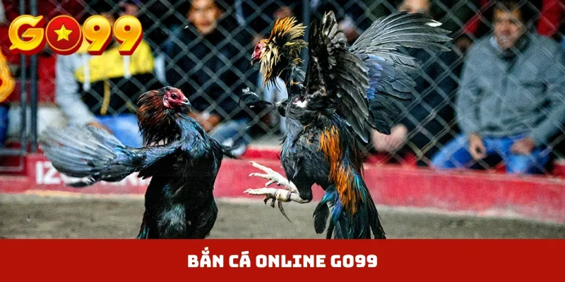 Đá gà Thomo