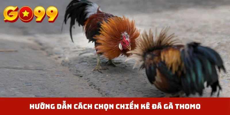 Hướng dẫn cách chọn chiến kê đá gà Thomo